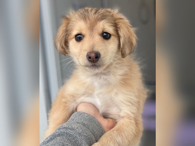 Biscotti, geb. ca. 10/2025, lebt in GRIECHENLAND, im städt. Tierheim Serres