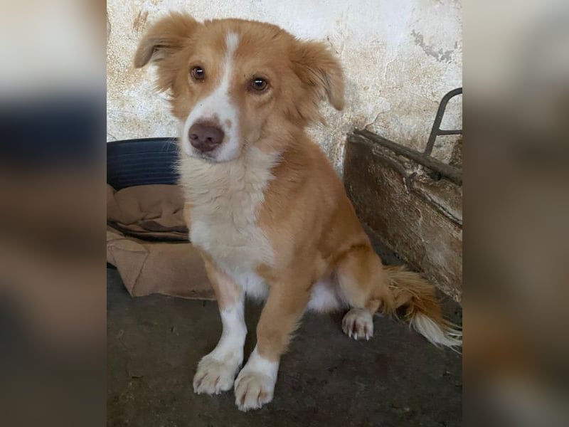 Novalis, geb. ca. 07/2023, lebt in GRIECHENLAND, auf einer privaten Pflegestelle