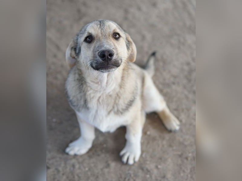 Wursti, geb. ca. 09/2025, lebt in GRIECHENLAND, im städt. Tierheim Serres