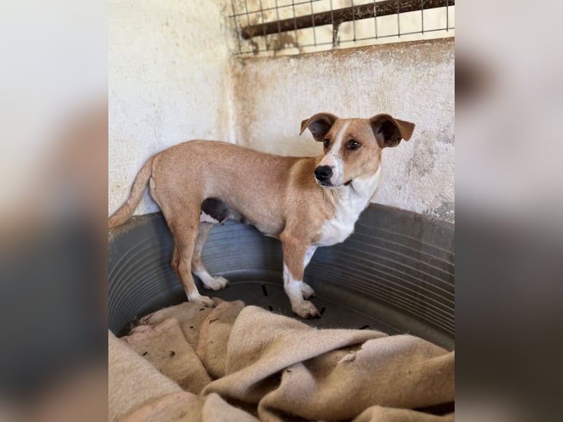 Ida, geb. ca. 05/2021, lebt in GRIECHENLAND, auf einer privaten Pflegestelle