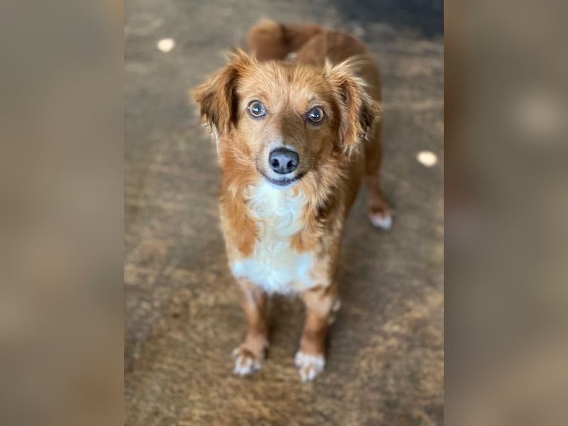 Konrada, geb. ca. 04/2025, lebt in GRIECHENLAND, auf einer privaten Pflegestelle