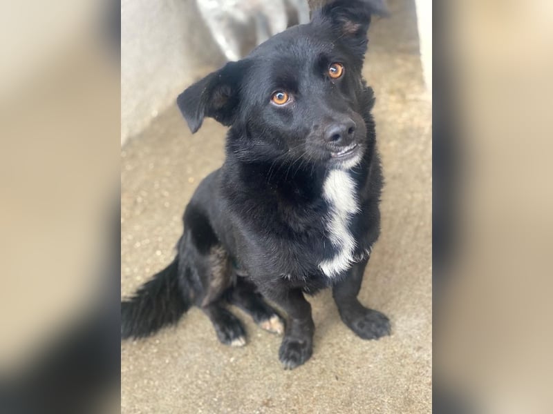 Orrin, geb. ca. 11/2024, lebt in GRIECHENLAND, im städt. Tierheim Serres