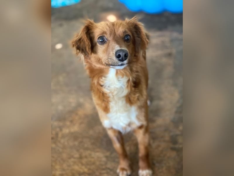 Konrada, geb. ca. 04/2025, lebt in GRIECHENLAND, auf einer privaten Pflegestelle