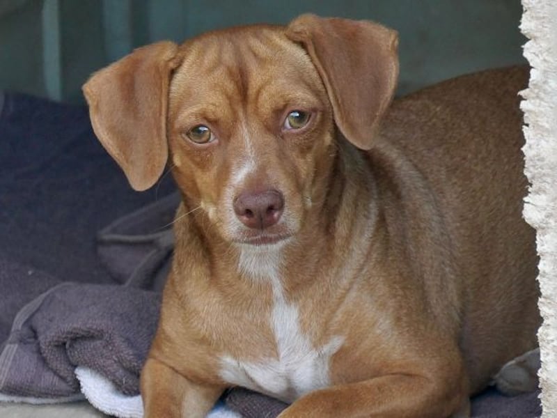 Ed, geb. 03.09.2022, lebt in GRIECHENLAND, auf einer privaten Pflegestelle