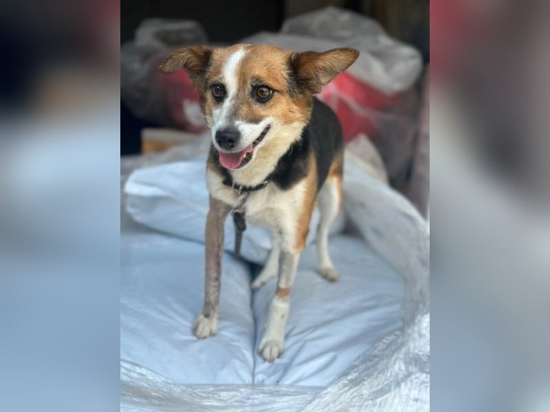 Foxy, geb. ca. 06/2024, lebt in GRIECHENLAND, auf einer privaten Pflegestelle