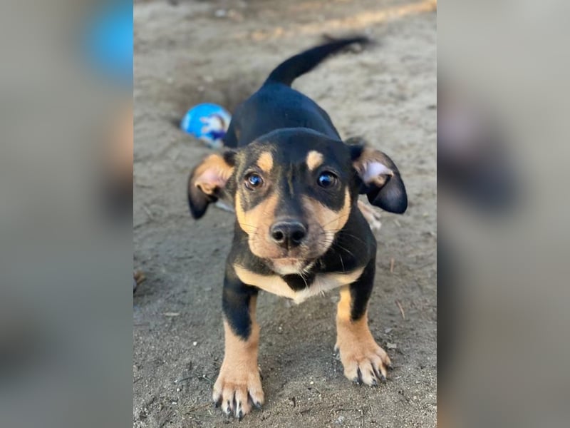 Spirelli, geb. ca. 08/2025, lebt in GRIECHENLAND, auf einer privaten Pflegestelle