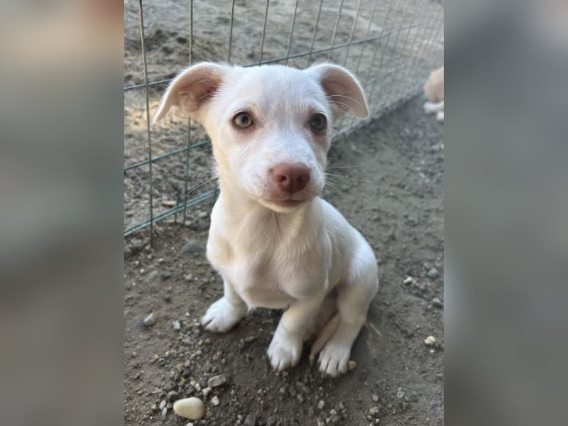 Kiona, geb. ca. 08/2025, lebt in GRIECHENLAND, auf einer privaten Pflegestelle