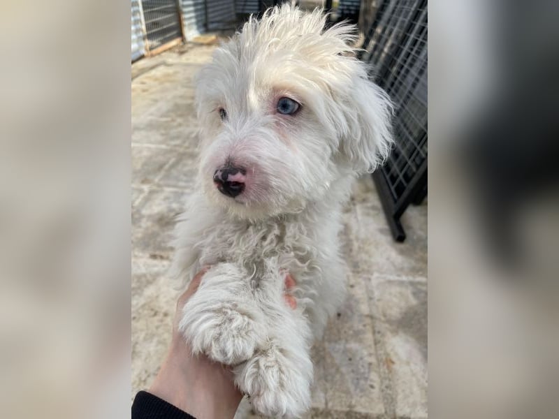 Elli, geb. ca. 08/2025, lebt in GRIECHENLAND, im städt. Tierheim Serres