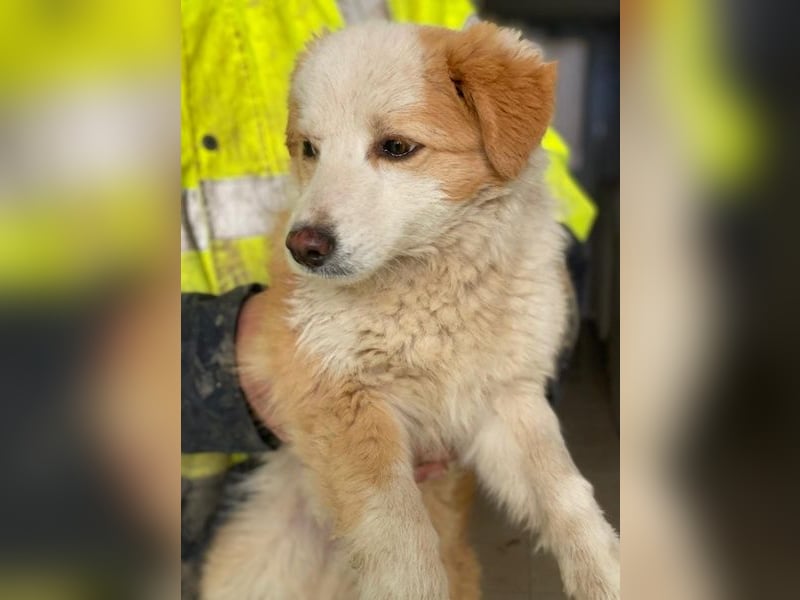 Frederic, geb. ca. 08/2025, lebt auf einer Pflegestelle in 79576 Weil am Rhein