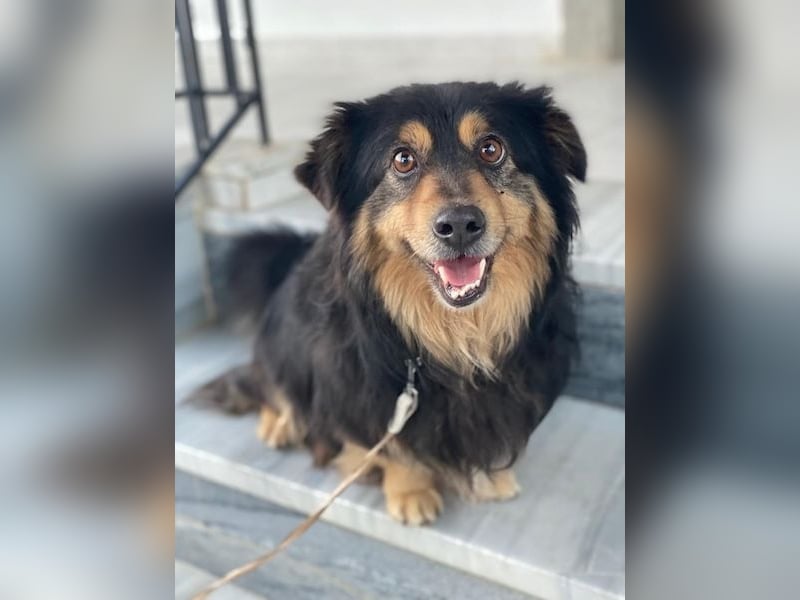 Jacub, geb. ca. 08/2023, lebt in GRIECHENLAND, im städt. Tierheim Serres