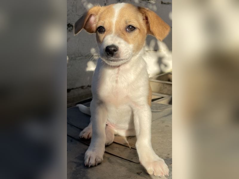 Elfie, geb. ca. 08/2025, lebt in GRIECHENLAND, auf einer privaten Pflegestelle