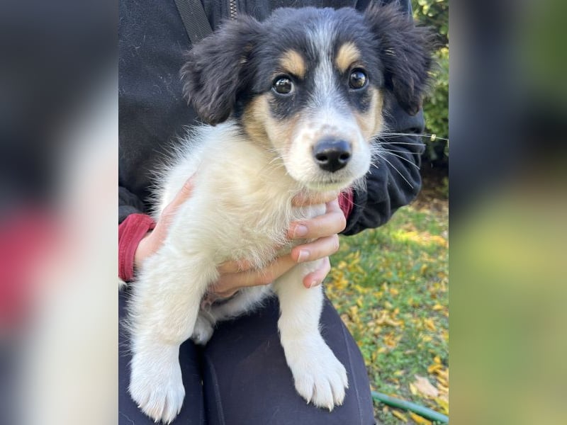 Fridolin, geb. ca. 07/2025, lebt in GRIECHENLAND, auf einer privaten Pflegestelle