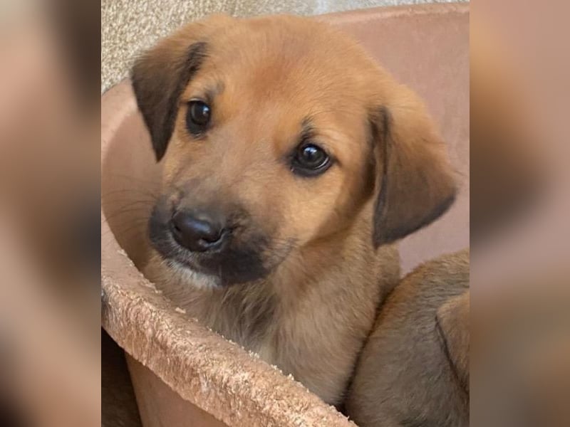 Cavallo, geb. ca. 11/2025, lebt in GRIECHENLAND, im städt. Tierheim Serres