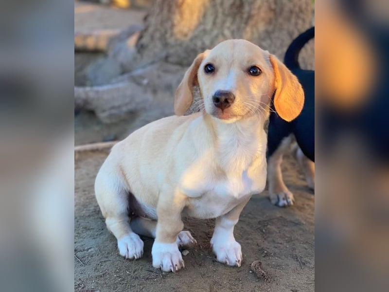 Rigatoni, geb. ca. 08/2025, lebt in GRIECHENLAND, auf einer privaten Pflegestelle