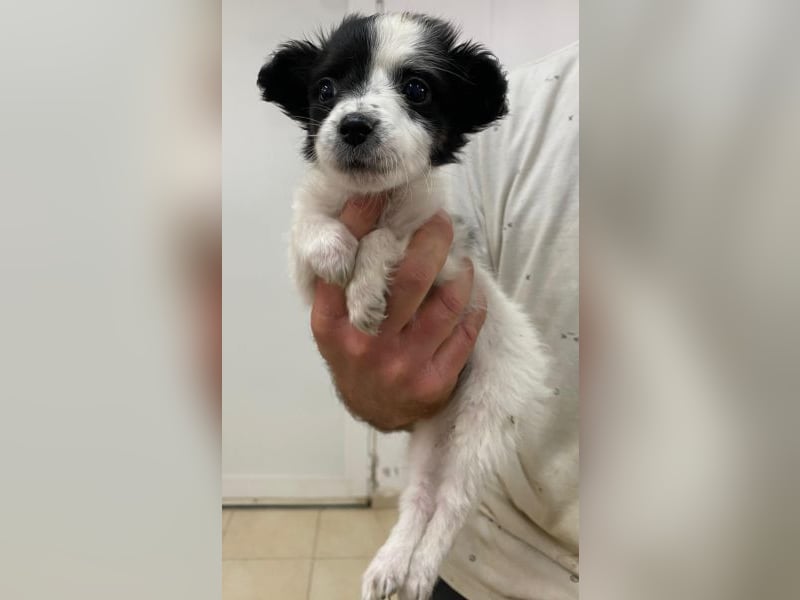 Louise, geb. ca. 08/2025, lebt in GRIECHENLAND, auf einer privaten Pflegestelle