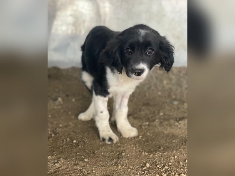 Ada, 09/2025, lebt in GRIECHENLAND, auf einer privaten Pflegestelle