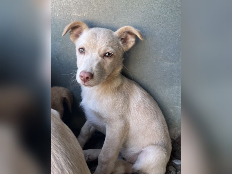 Francky Stanley, geb. ca. 08/2025, lebt in GRIECHENLAND, auf einer privaten Pflegestelle