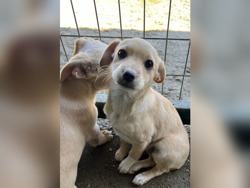 Elysia, geb. ca. 08/2025, lebt in GRIECHENLAND, auf einer privaten Pflegestelle