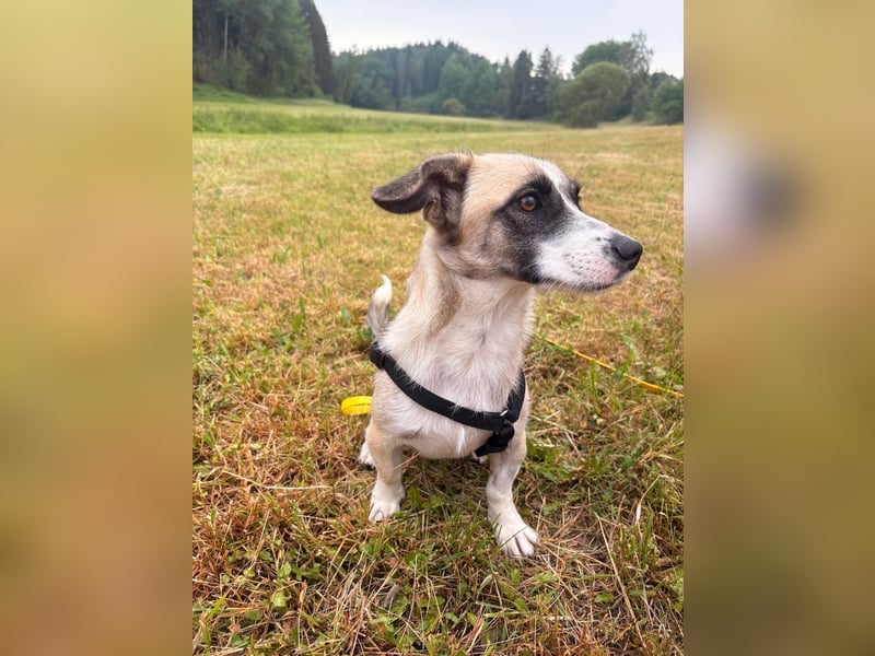 Mirabelle, geb. ca. 06/2025, lebt auf einer Pflegestelle in 95168 Marktleuthen, Vermittlungshilfe