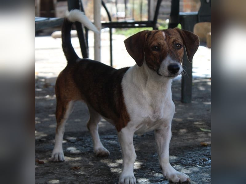 Tanu, geb. ca. 11/2024, lebt in GRIECHENLAND, auf einer privaten Pflegestelle