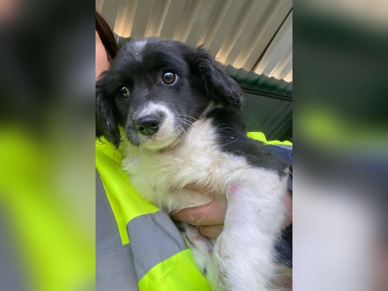 Ada, 09/2025, lebt in GRIECHENLAND, auf einer privaten Pflegestelle