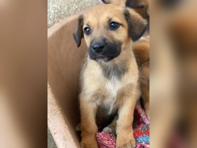 Monica, geb. ca. 11/2025, lebt in GRIECHENLAND, im städt. Tierheim Serres