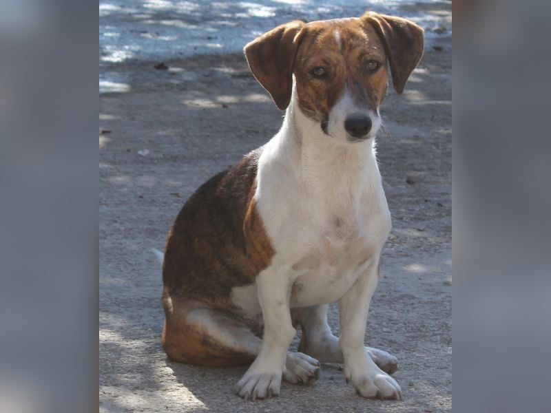 Tanu, geb. ca. 11/2024, lebt in GRIECHENLAND, auf einer privaten Pflegestelle