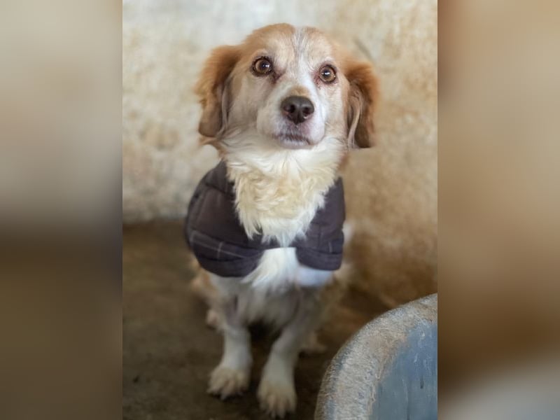 Milona, geb. ca. 10/2020, lebt in GRIECHENLAND, auf einer privaten Pflegestelle