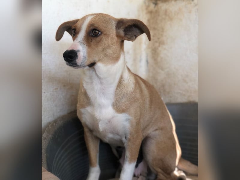 Ida, geb. ca. 05/2021, lebt in GRIECHENLAND, auf einer privaten Pflegestelle