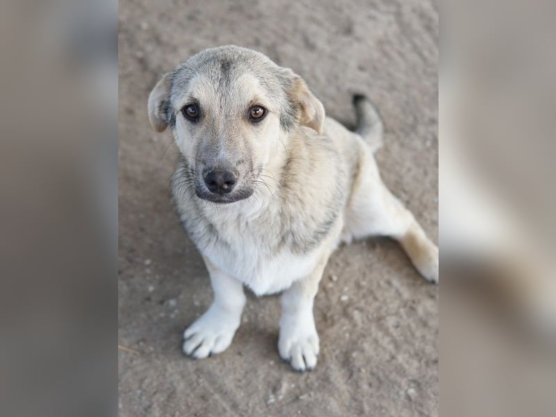 Wursti, geb. ca. 09/2025, lebt in GRIECHENLAND, im städt. Tierheim Serres
