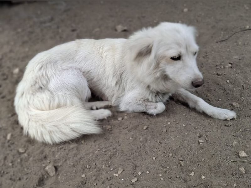 Nanuq, geb. ca. 09/2024, lebt in GRIECHENLAND, auf einer privaten Pflegestelle