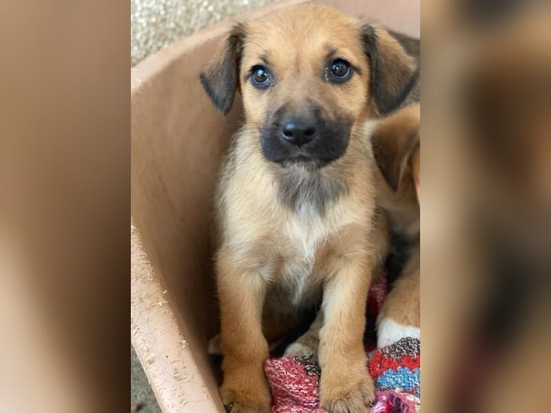 Monica, geb. ca. 11/2025, lebt in GRIECHENLAND, im städt. Tierheim Serres