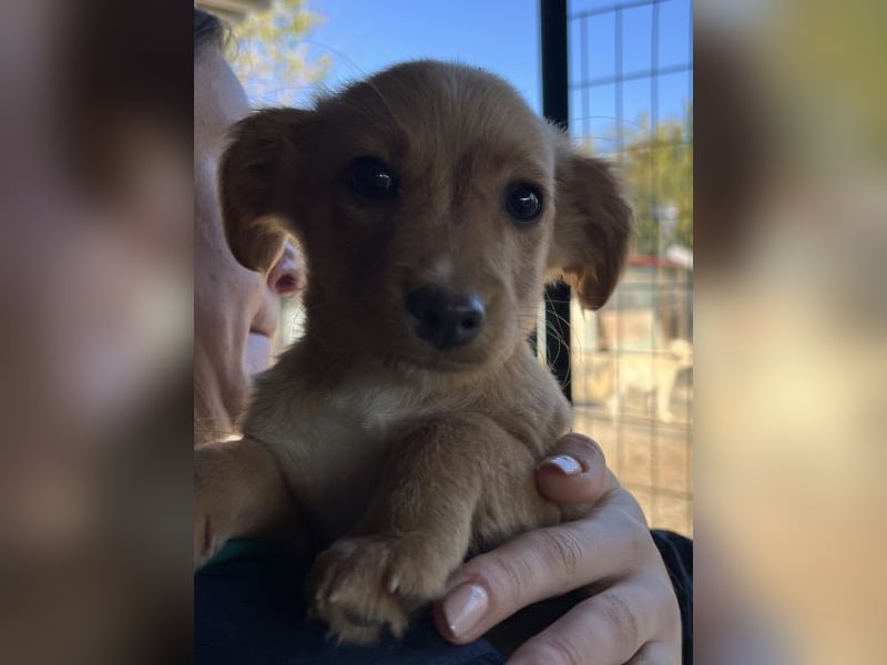 Loni, geb. ca. 08/2025, lebt in GRIECHENLAND, auf einer privaten Pflegestelle