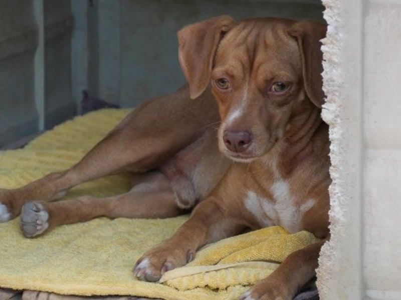 Ed, geb. 03.09.2022, lebt in GRIECHENLAND, auf einer privaten Pflegestelle