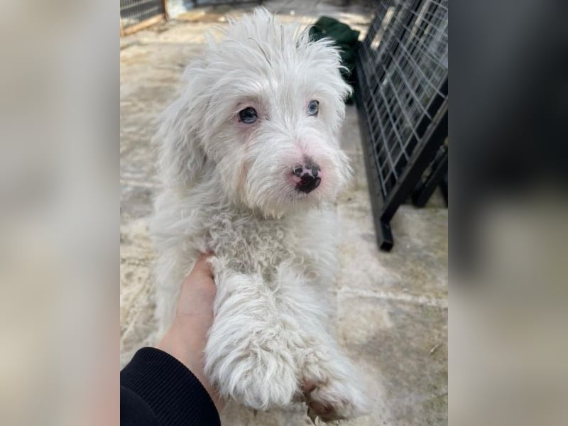 Elli, geb. ca. 08/2025, lebt in GRIECHENLAND, im städt. Tierheim Serres