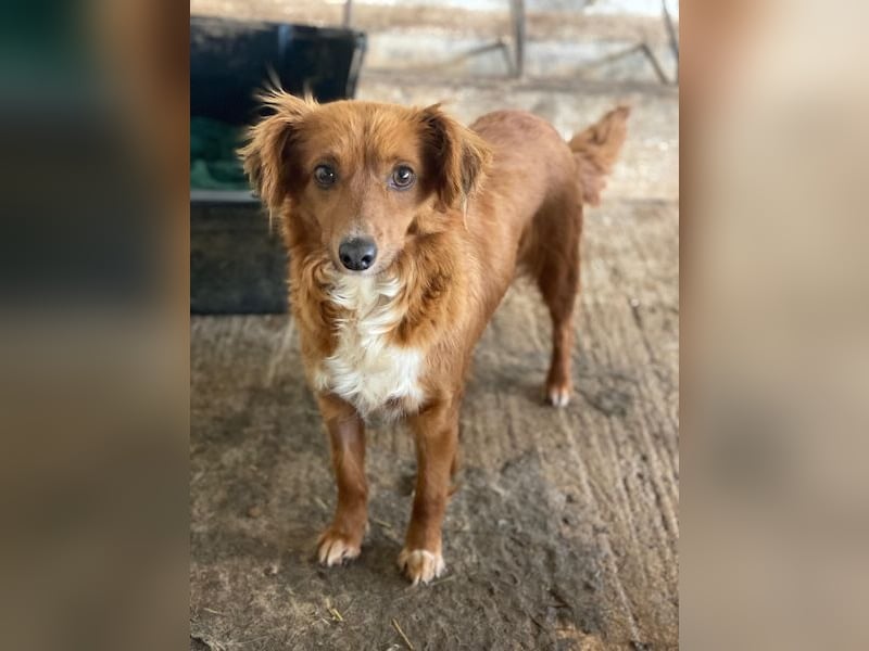 Konrada, geb. ca. 04/2025, lebt in GRIECHENLAND, auf einer privaten Pflegestelle