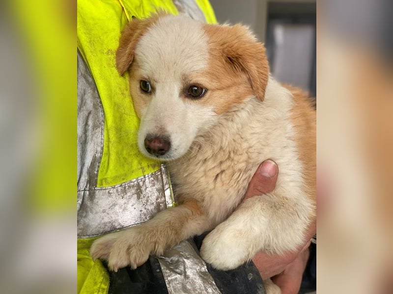 Frederic, geb. ca. 08/2025, lebt auf einer Pflegestelle in 79576 Weil am Rhein