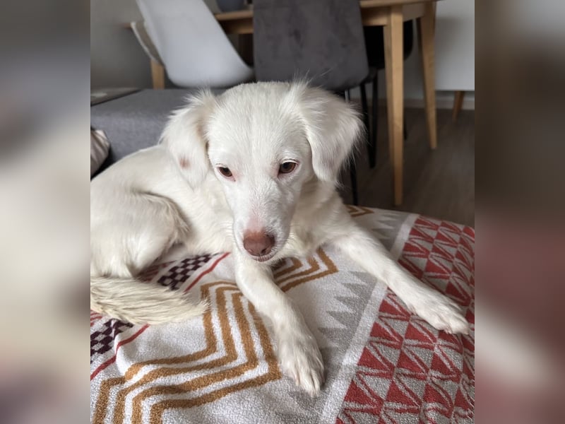 Holiday, geb. ca. 07/2024, lebt auf einer Pflegestelle in 24114 Kiel, Vermittlungshilfe