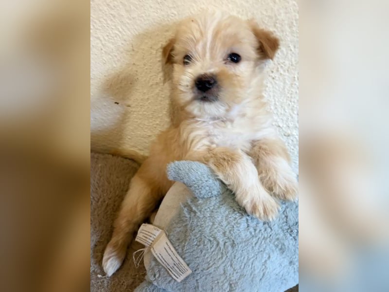 Norberta, geb. ca. 11/2025, lebt in GRIECHENLAND, auf einer privaten Pflegestelle