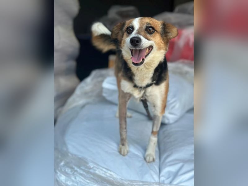 Foxy, geb. ca. 06/2024, lebt in GRIECHENLAND, auf einer privaten Pflegestelle