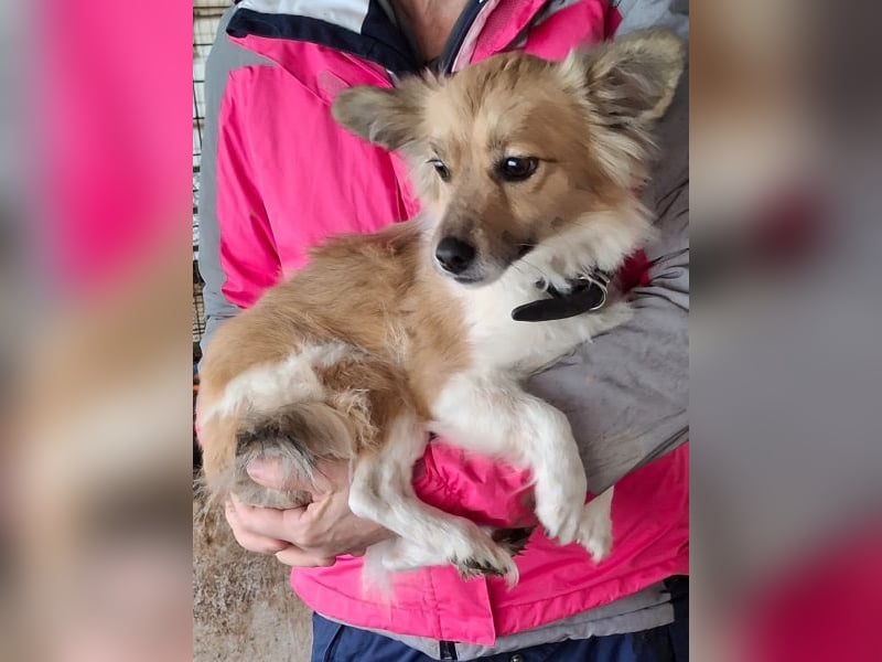 Klara, geb. ca. 04/2024, lebt in GRIECHENLAND, auf einer privaten Pflegestelle