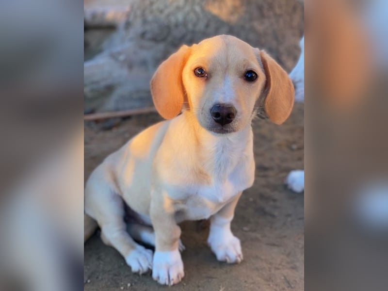 Rigatoni, geb. ca. 08/2025, lebt in GRIECHENLAND, auf einer privaten Pflegestelle