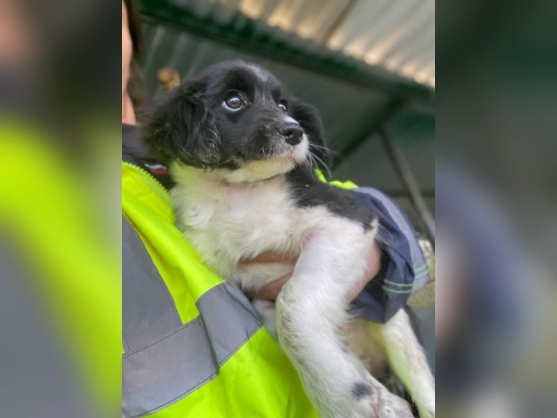 Ada, 09/2025, lebt in GRIECHENLAND, auf einer privaten Pflegestelle