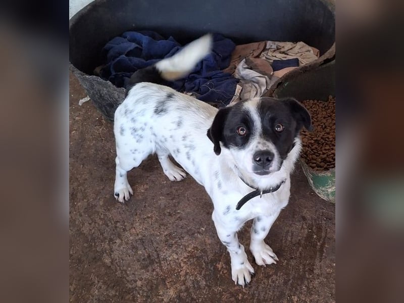 Skittles, geb. ca. 12/2023, lebt in GRIECHENLAND, auf einer privaten Pflegestelle