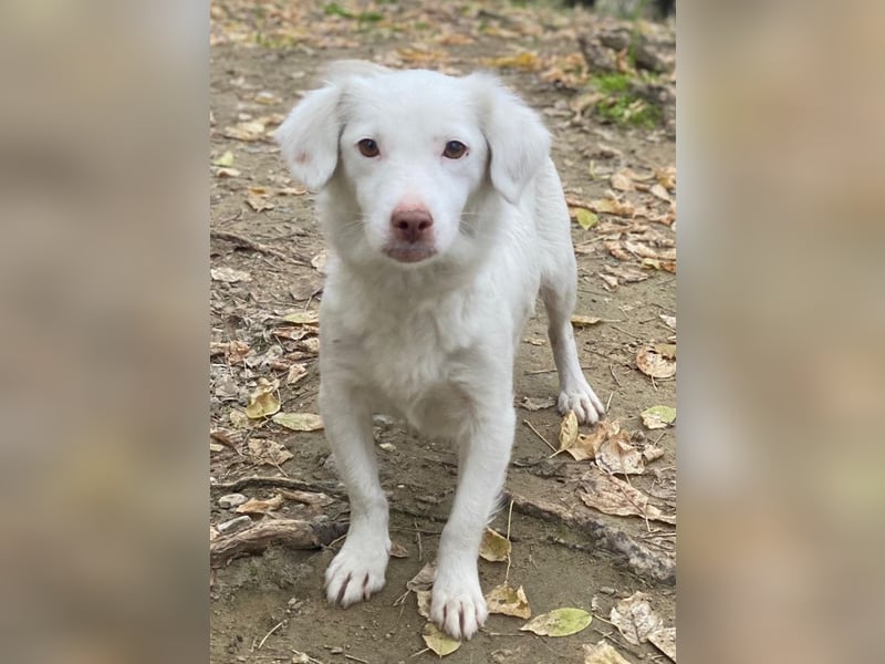 Holiday, geb. ca. 07/2024, lebt in GRIECHENLAND, auf einer privaten Pflegestelle