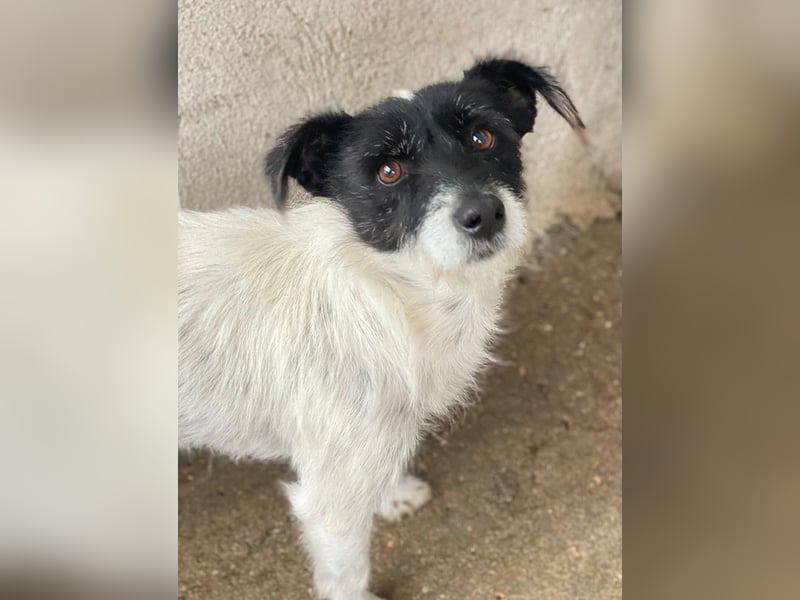 Tarus, geb. ca. 11/2024, lebt in GRIECHENLAND, im städt. Tierheim Serres