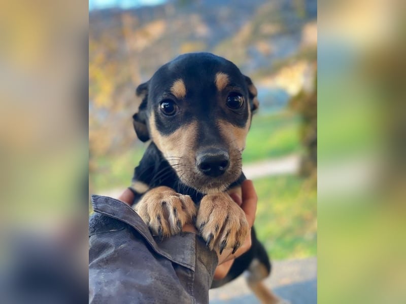 Spirelli, geb. ca. 08/2025, lebt in GRIECHENLAND, auf einer privaten Pflegestelle