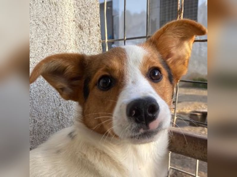 Freydis, geb. ca. 07/2025, lebt in GRIECHENLAND, im städt. Tierheim Serres