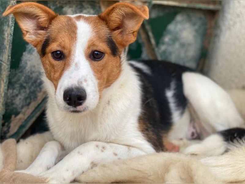 Freydis, geb. ca. 07/2025, lebt in GRIECHENLAND, im städt. Tierheim Serres