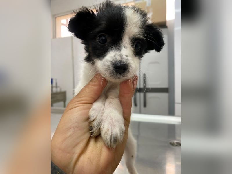 Louise, geb. ca. 08/2025, lebt in GRIECHENLAND, auf einer privaten Pflegestelle